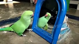 The Most Funny Parrots Caught On Camera