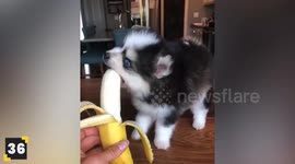Adorable Animals Eating