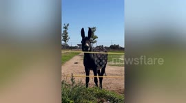 Top 27 Cute Animal Moments