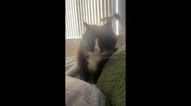 Tuxedo Cat Plays Early Morning Fetch