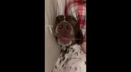 GSP Has Hilariously Unusual Sleep