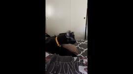 Black Cat Shakes His Head