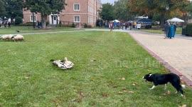 Border Collies Work Ducks And Sheep