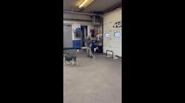 One timer! Dog scores incredible hockey goal
