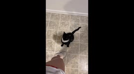 Clingy Cat Wants Up