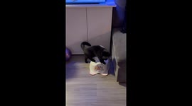 Black Cat Tinkles in Tiny Toilet