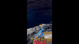 Captivating clip shows 900-pound black marlin being caught