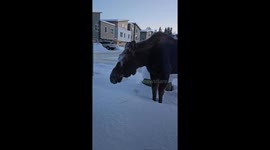 Moose Moseys Up To Window