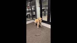 This dog will only enter elevators if he is carried in by owner