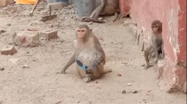 terror of monkeys