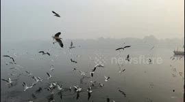 Siberian birds come to Yamuna for two months. These days the chirping of Siberian birds is echoing on Yamuna and surrounding ghats.