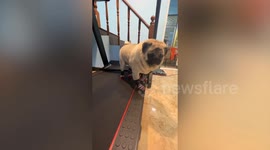 Lazy Pug works out with only two back legs on treadmill