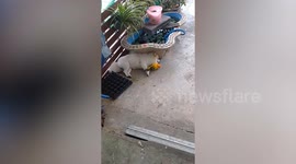 Adorable pet parrot and dog cuddle while having afternoon nap