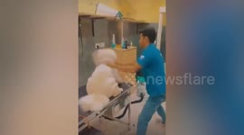 Pet groomers arrested 'for beating dog' at salon in India
