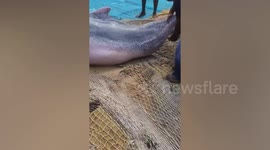 Fishermen rescue three dolphins trapped in nets in India
