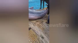 Indian fishermen rescue and release 3 dolphins trapped in netting