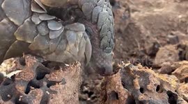 Pangolins face extinction amidst trafficking