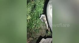 Animal rescuers remove bucket from stray dog's head