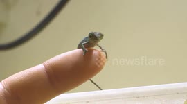 Rescued Rainforst Lizard's Adorable Babies in Vienna, Austria
