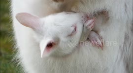 Adorable albino kangaroo born at zoo in Germany