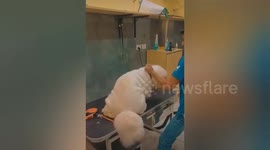 Pet groomers arrested after distressing footage emerges of them beating dog in India