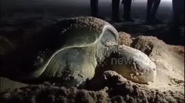 A giant tortoise that came ashore from the bay of bengal in south india laid 99 eggs at once