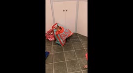 Dog's delight: playful pup finds joy in a shopping bag