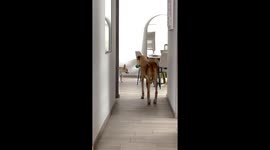 Dogs play game that involves them staying as still as possible