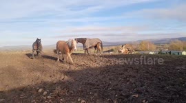 Playful young equine leaves owner bruised in amiable encounter