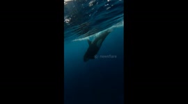 Orcas grace Catalina Island waters in Southern California