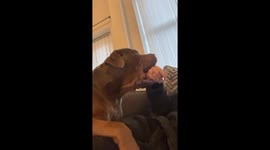XL Bully asserts independence with a firm