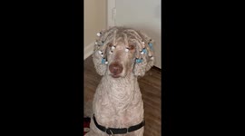 Poodle With Beaded Dreads