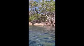 Bold encounter: Crocodile shadowing photographer in Tulum Cenote, Mexico
