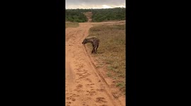 Lone Spotted Hyena Emanates Signature Call in Thornybush Game Reserve, South Africa