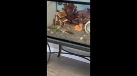 Parrot Wants Nothing To Do With Hamster