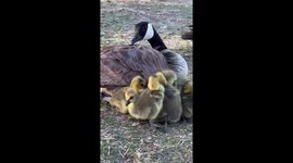 Goslings Keep Warm Under Mom's Wing