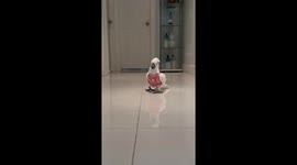 Cockatoo Valentine Catwalk