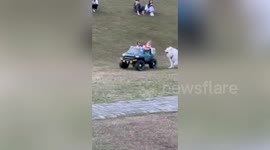 Pet chihuahuas enjoy joyride through park on remote controlled toy car
