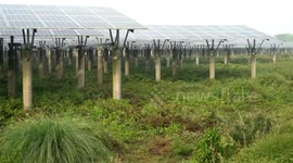 Chinese-built solar power plant shines in northern Bangladesh