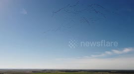 Una gran bandada de Grullas a vista de dron regresando de su migración al norte de Europa