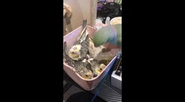 Bird Kisses New Babies