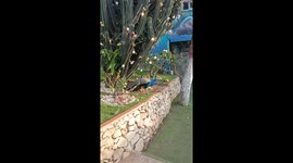 Hermoso pavo real azul