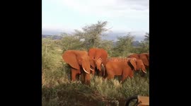 Elephant Herd Grazes Peacefully