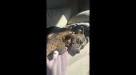 Cats And Dogs Can Be Friends