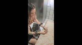 Dora the Bulldog Plays Cards