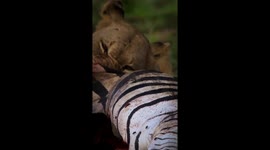 A Lioness Eats Her Fill