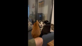 Two Cats Keep Dog Clean
