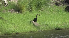 Reed Cormorant Eating Catfish, Chobe National Park, Botswana