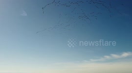 Una gran bandada de grullas hace himnoticos movimientos en una espectacular toma de dron