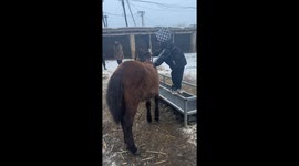 Fearless Five-Year-Old Conquers Horse Riding Challenge in China